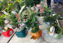 Cây văn phòng - Tấn Thịnh