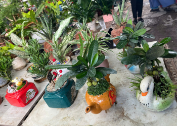 Cây văn phòng - Tấn Thịnh